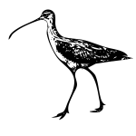 Curlew vector image